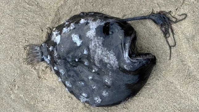 Bí ẩn cá giống người ngoài hành tinh chết dạt vào bãi biển Mỹ - Ảnh 1.
