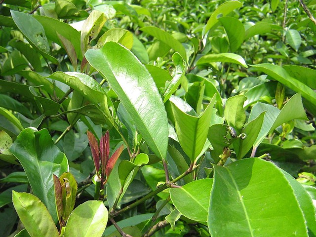 Loại lá phơi khô sẵn có ở Việt Nam là vị thuốc quý giúp hạ đường huyết, giảm mỡ máu, mát gan, tiêu hóa khỏe - Ảnh 1.