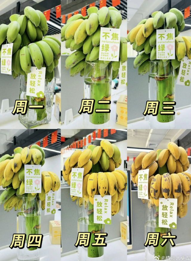 Giới trẻ bỗng dưng cuồng trend cắm buồng chuối ở văn phòng để chữa lành, shop trên Taobao bán 20.000 nải vẫn không đủ: Chỉ cần ăn 1 quả là vơi đi nỗi buồn - Ảnh 3.