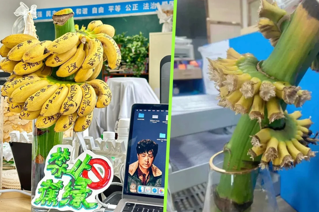 Giới trẻ bỗng dưng cuồng trend cắm buồng chuối ở văn phòng để chữa lành, shop trên Taobao bán 20.000 nải vẫn không đủ: Chỉ cần ăn 1 quả là vơi đi nỗi buồn - Ảnh 1.
