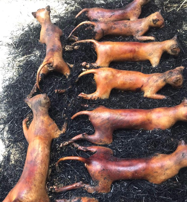 Thăm thủ phủ &ldquo;tiểu hổ&rdquo; miền Bắc, nơi ngh&igrave;n con m&egrave;o l&ecirc;n đĩa mỗi ng&agrave;y: Cỗ thiếu thịt m&egrave;o l&agrave; k&eacute;m sang - Ảnh 2.