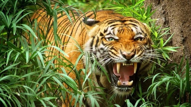 Hổ lớn lại xuất hiện ở rừng Quảng Bình? - Ảnh 1.