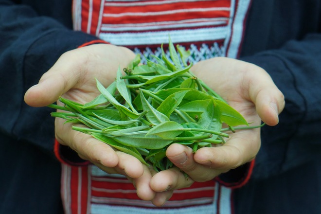 Trà sữa từ Shan Tuyết Ngàn Mét Tây Bắc trở thành xu hướng: Điều gì khiến giới trẻ đam mê đến vậy? - Ảnh 1.