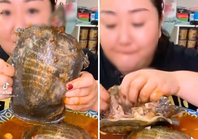 Những màn mukbang khiến người xem phát ớn: Nhai rùa nguyên con, ăn cả gà con sắp nở - Ảnh 2.