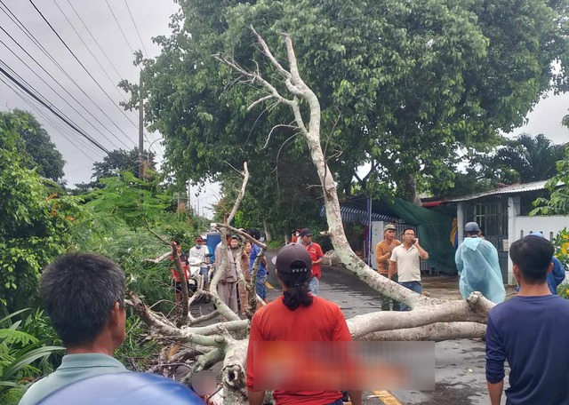 Bạc Liêu: Cây phượng đổ đè 1 nam thanh niên bị thương nặng - Ảnh 1.