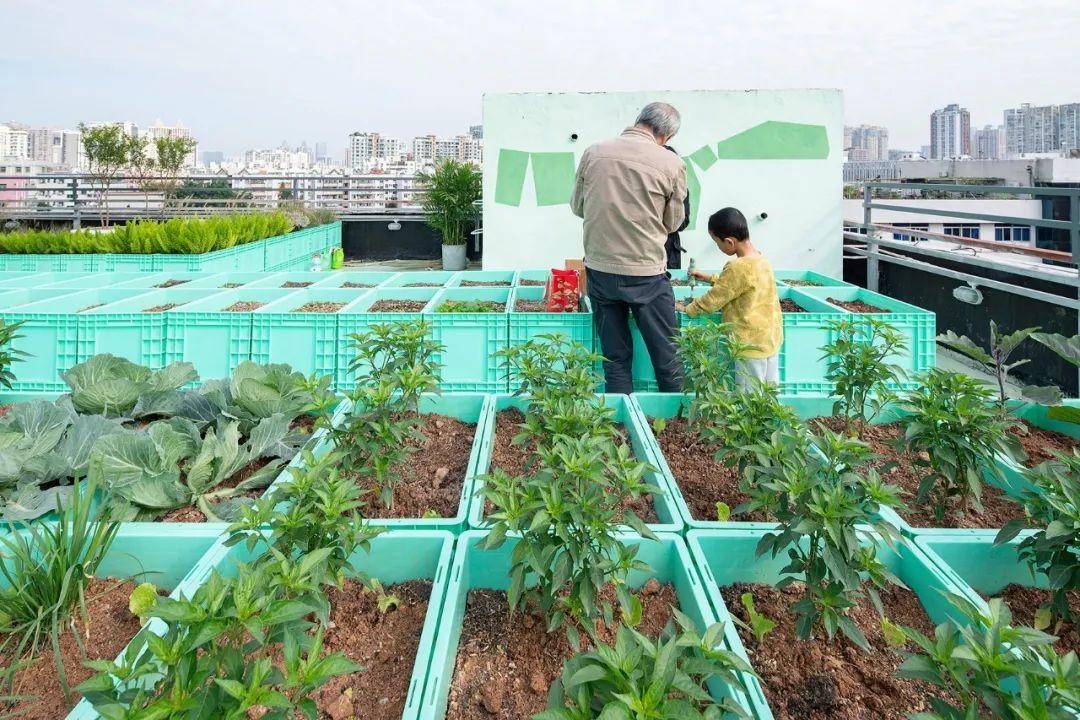 "Trồng rau trên mái nhà" trở thành xu hướng: Mỗi người thuê 1m2 đất cũng đủ rau ăn cả tuần- Ảnh 8.