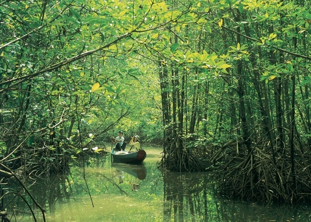 Phát hiện “Amazon thu nhỏ” rộng hơn 75.000ha cách TP.HCM 50km: Vé trọn gói chỉ từ 445.000 đồng/người, là “ốc đảo xanh” cho những ai thích sống chậm - Ảnh 2.