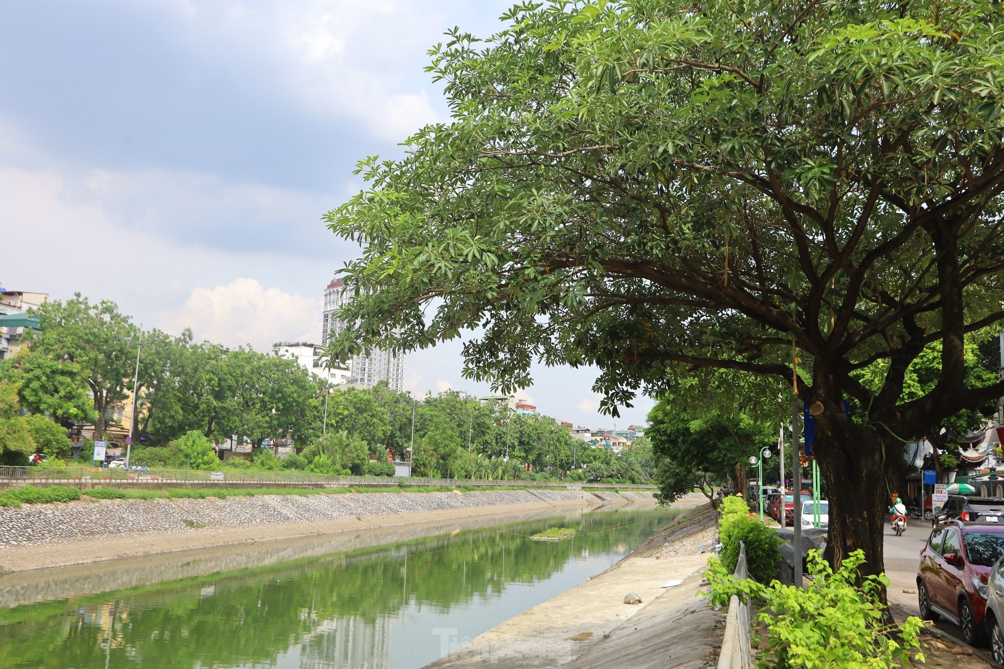 Nước chuyển màu xanh như nước Hồ Gươm, sông Tô Lịch bỗng 'nên thơ, trữ tình'- Ảnh 1.