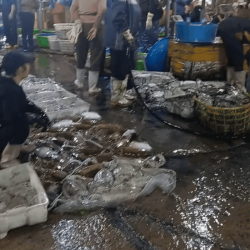 Gh&eacute; thăm chợ hải sản được mệnh danh "rẻ nhất miền Bắc", ai đi du lịch đều muốn đến &iacute;t nhất 1 lần- Ảnh 10.