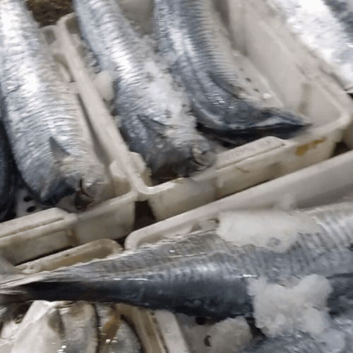 Gh&eacute; thăm chợ hải sản được mệnh danh "rẻ nhất miền Bắc", ai đi du lịch đều muốn đến &iacute;t nhất 1 lần- Ảnh 11.