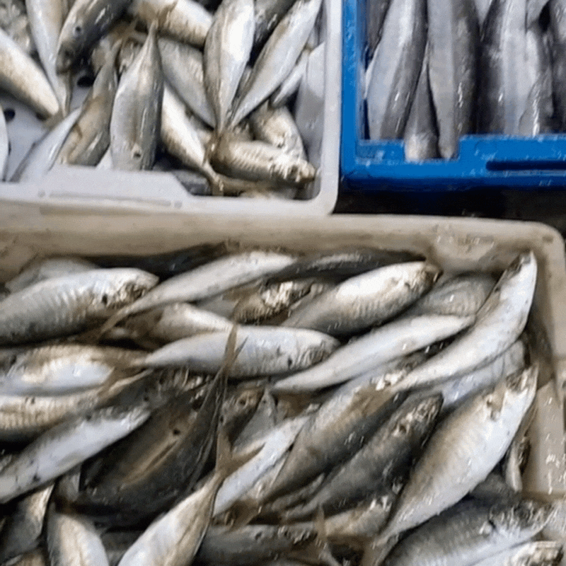 Gh&eacute; thăm chợ hải sản được mệnh danh "rẻ nhất miền Bắc", ai đi du lịch đều muốn đến &iacute;t nhất 1 lần- Ảnh 8.