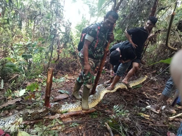 Indonesia: Chồng phát hiện thi thể vợ trong bụng trăn khổng lồ - Ảnh 3.