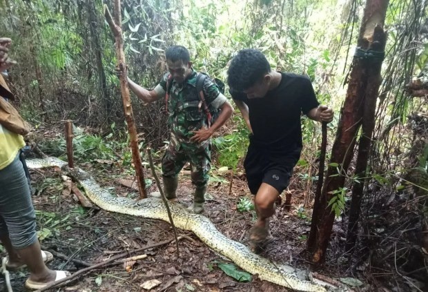 Indonesia: Chồng phát hiện thi thể vợ trong bụng trăn khổng lồ - Ảnh 2.