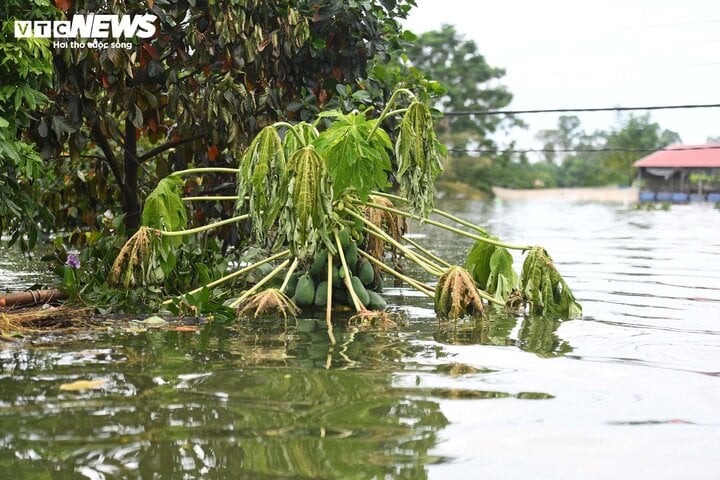 'Rốn lũ' Hà Nội: Người chèo thuyền tìm vịt lạc, người xót xa nhìn gà chết cả đàn- Ảnh 3.