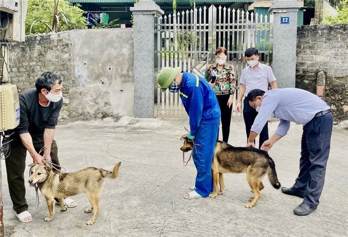 Hà Nội: Chó dại cắn 3 người ở Sóc Sơn