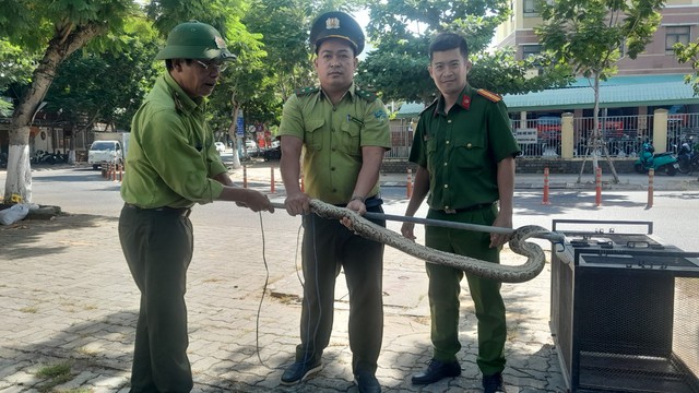Đi hóng mát, tá hỏa phát hiện trăn đất 5 kg giữa trung tâm Đà Nẵng - Ảnh 2.