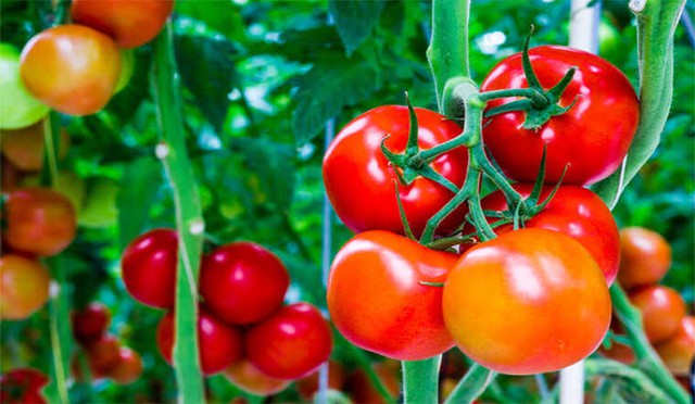 Tại sao cà chua ngày nay cứng và có thể bảo quản vài tuần mà không hỏng?: Đây là câu trả lời cho bạn - Ảnh 4.