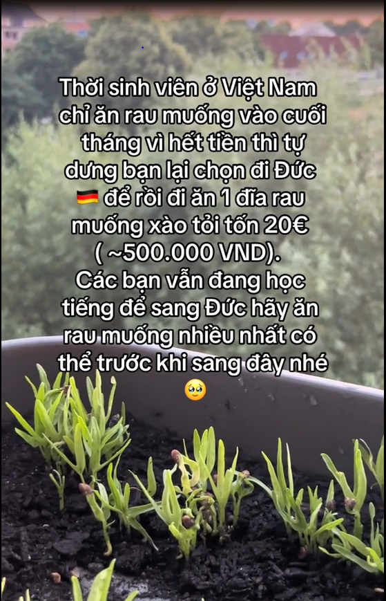 Một loại rau rẻ bèo ở Việt Nam, đâu cũng có nhưng sang nước ngoài là xa xỉ phẩm, du học sinh không dám ăn vì quá đắt - Ảnh 1.