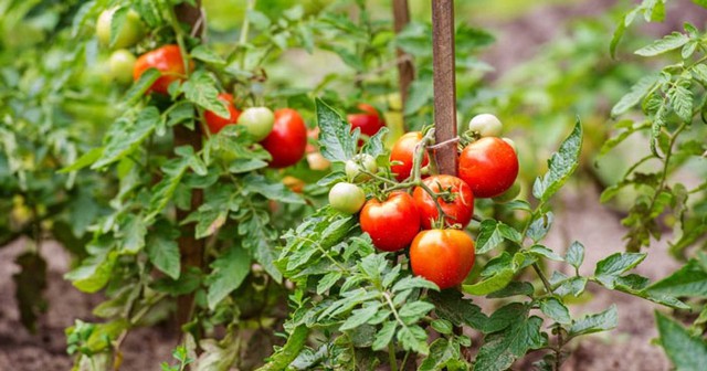 Tại sao cà chua ngày nay cứng và có thể bảo quản vài tuần mà không hỏng?: Đây là câu trả lời cho bạn - Ảnh 1.