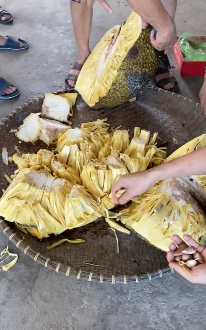 Chủ nhà bổ quả mít 54,5kg ở Hải Dương, múi mít bên trong gây ngỡ ngàng - Ảnh 4.