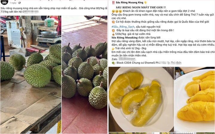 Sầu riêng Musang King - hàng hiếm giá trên trời bỗng rớt thảm- Ảnh 1.