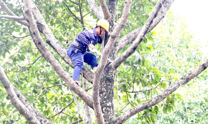 TP.HCM dùng flycam kiểm tra cây xanh sau vụ 5 người thương vong ở công viên- Ảnh 1.