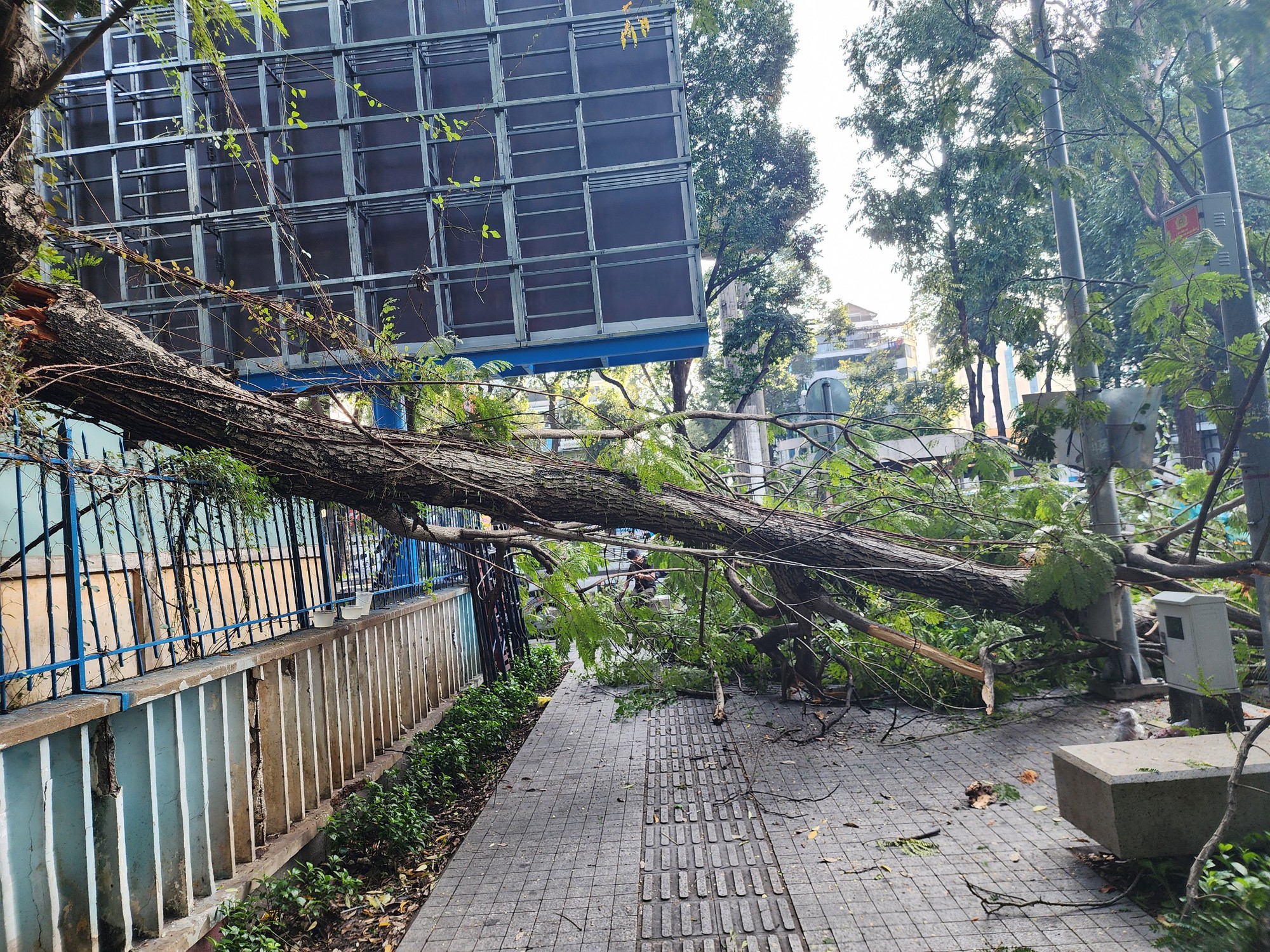 Cây tét nhánh rơi ở giao lộ trung tâm TP HCM- Ảnh 2.