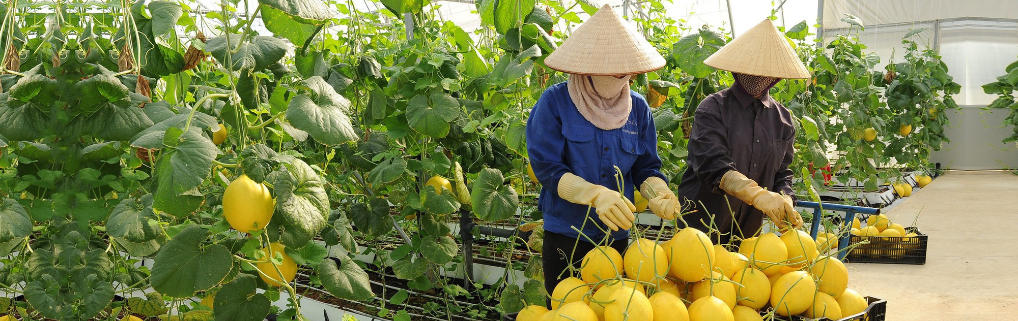 Có một loại nguyên liệu sạch, tươi ngon từ mô hình sản xuất nông nghiệp công nghệ cao đang được chị em nội trợ yêu thích- Ảnh 22.