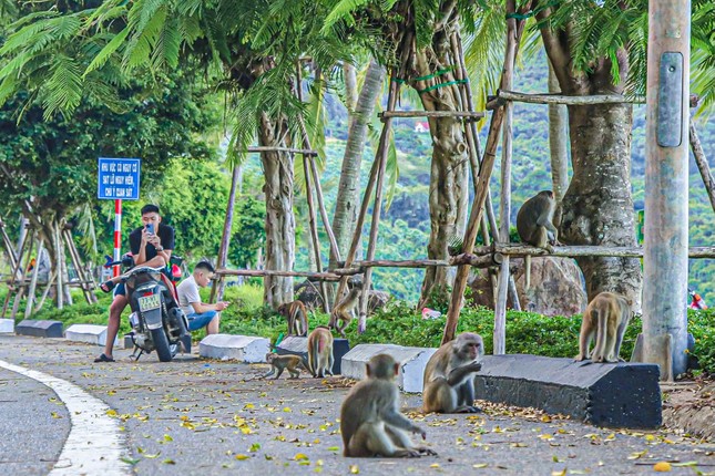 Đàn khỉ ‘bao vây’ khách du lịch Sơn Trà- Ảnh 3.