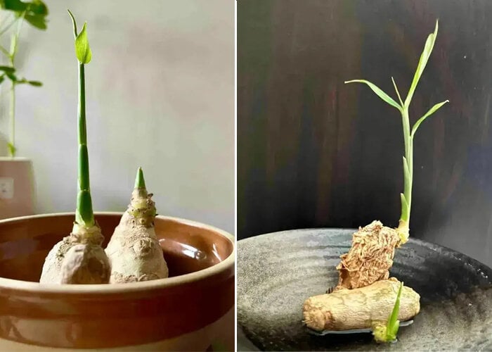 Cách trồng gừng bonsai ở văn phòng, vừa hợp trend vừa tốt cho sức khỏe- Ảnh 7.