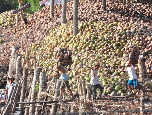 Bến Tre thu hơn nửa tỷ đô la mỗi năm từ dừa- Ảnh 1.