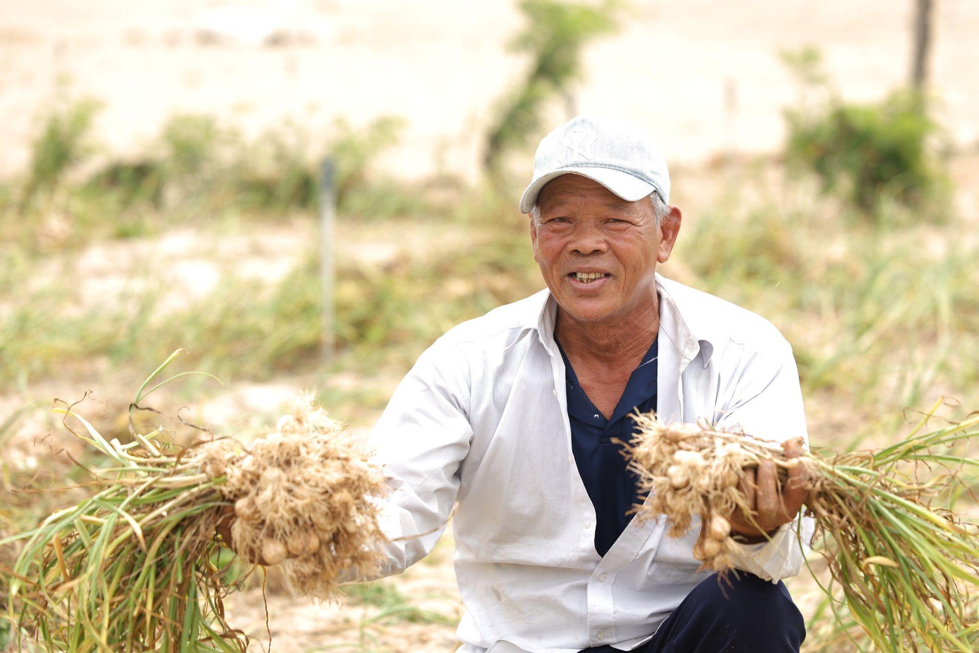 Đồng hành cùng bà con nông dân, Nam Ngư quảng bá đặc sản tỏi Lý Sơn- Ảnh 1.