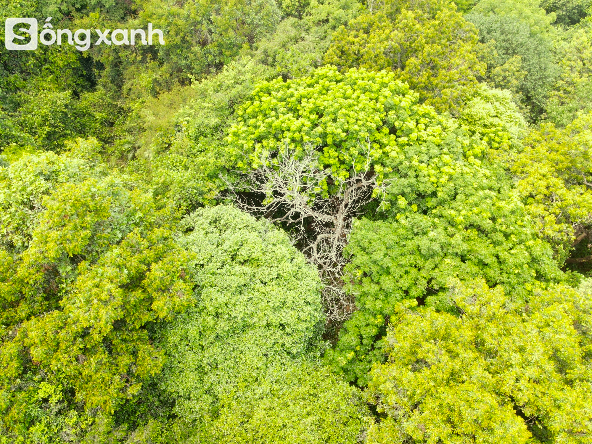 Bí mật về điều cấm kị chưa từng có để giữ "báu vật" hàng trăm năm tuổi ở khu rừng hiếm bậc nhất Việt Nam- Ảnh 16.