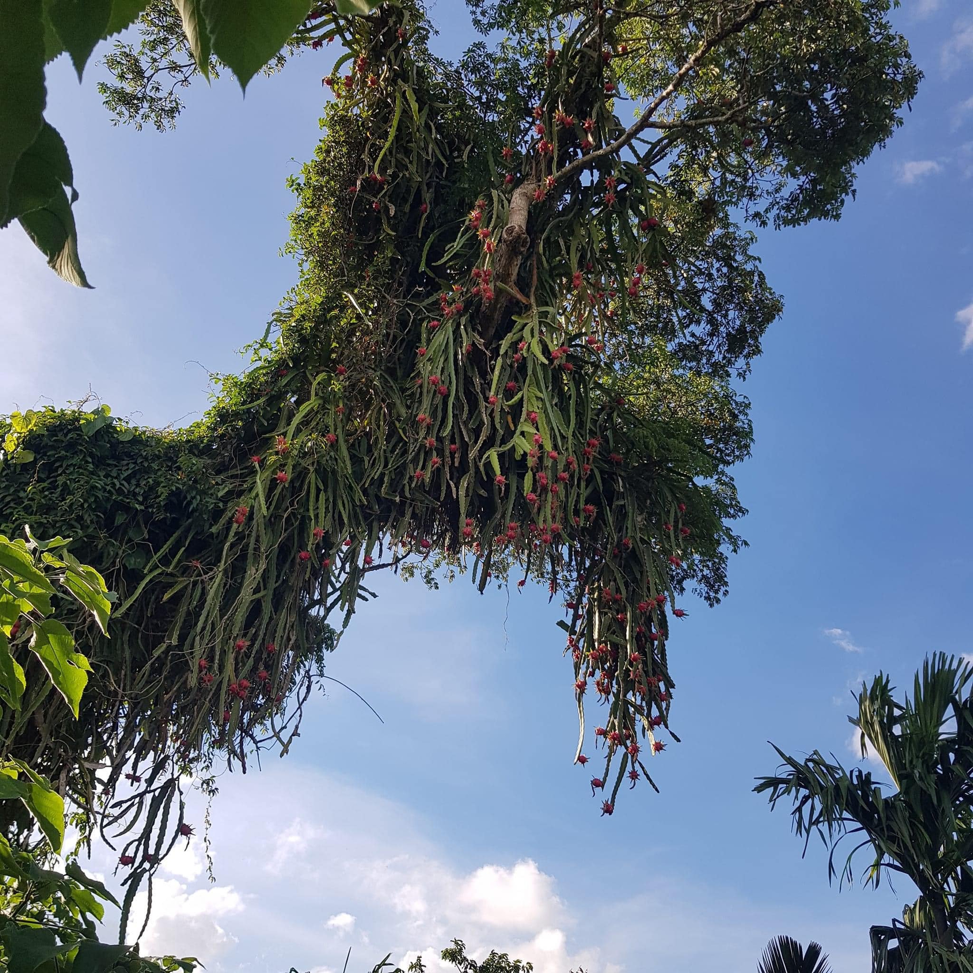 Những cây thanh long "thách thức nhất Việt Nam": Ra quả sai trĩu cành nhưng "đố anh hái được em"- Ảnh 1.