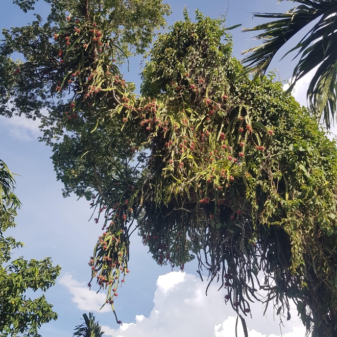 Những cây thanh long "thách thức nhất Việt Nam": Ra quả sai trĩu cành nhưng "đố anh hái được em"- Ảnh 2.