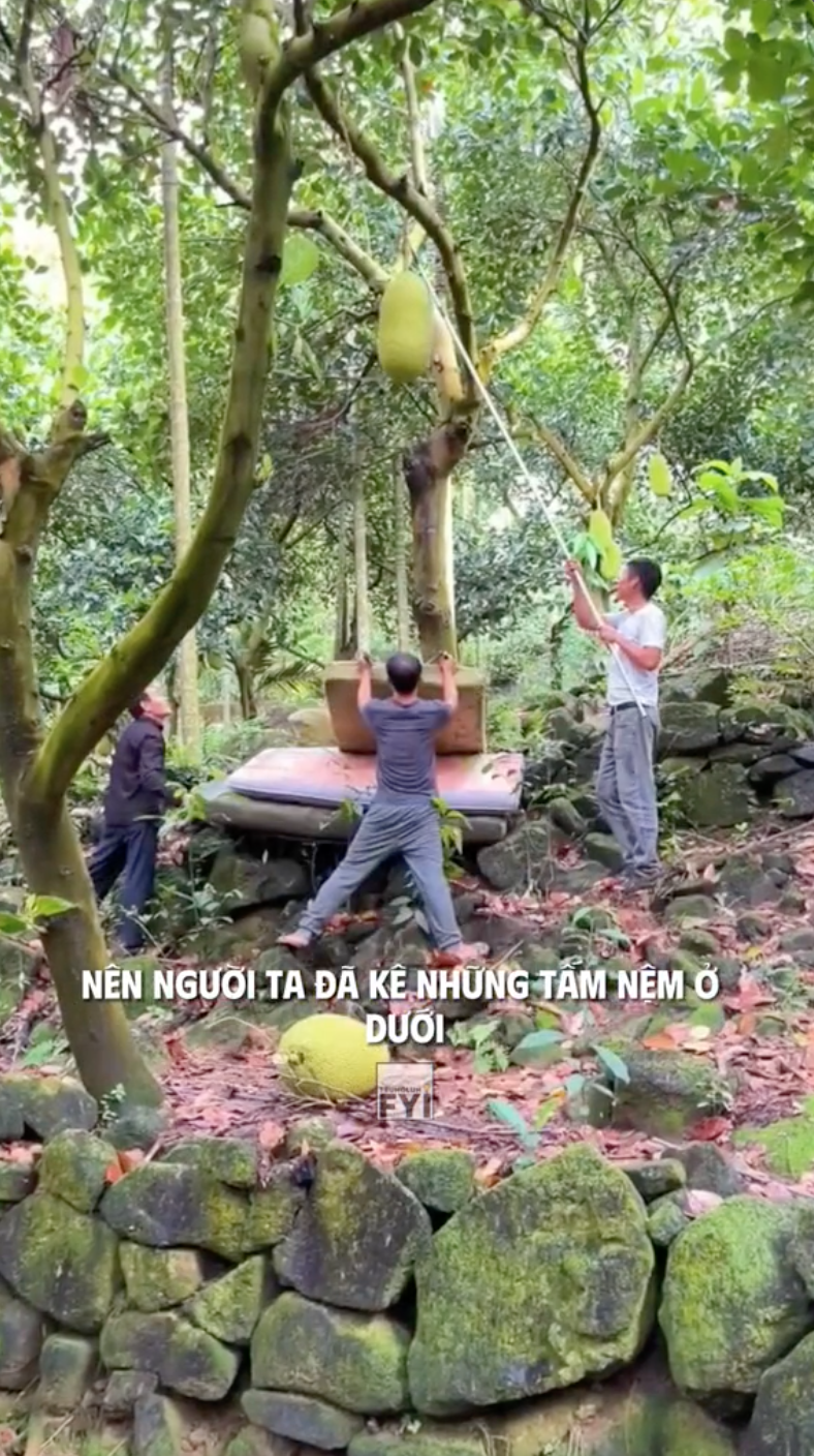 Đây là cách người ta thu hoạch những quả mít khổng lồ: Tưởng dễ mà vô cùng nguy hiểm!- Ảnh 3.