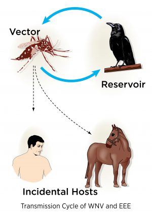 Virus hiếm gặp lây truyền từ muỗi gây bệnh chết người ở Massachusetts (Mỹ)- Ảnh 1.