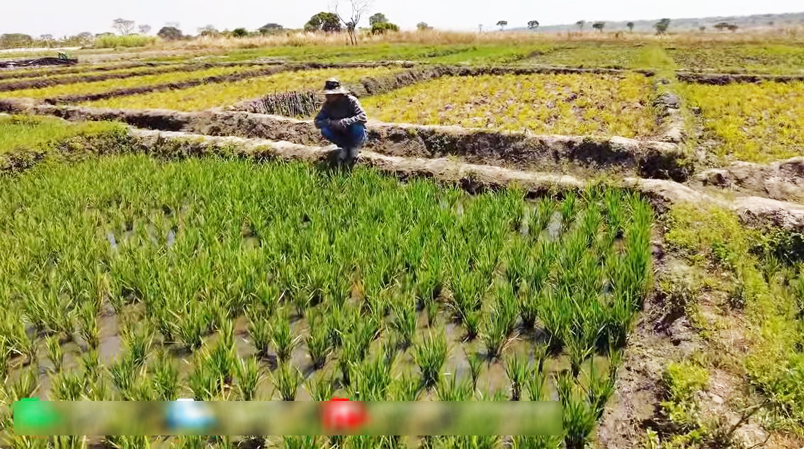 Thất trận với lúa nước mùa khô tại Angola, phải phá bỏ nửa diện tích, ông chủ trang trại Việt "phục thù"- Ảnh 2.