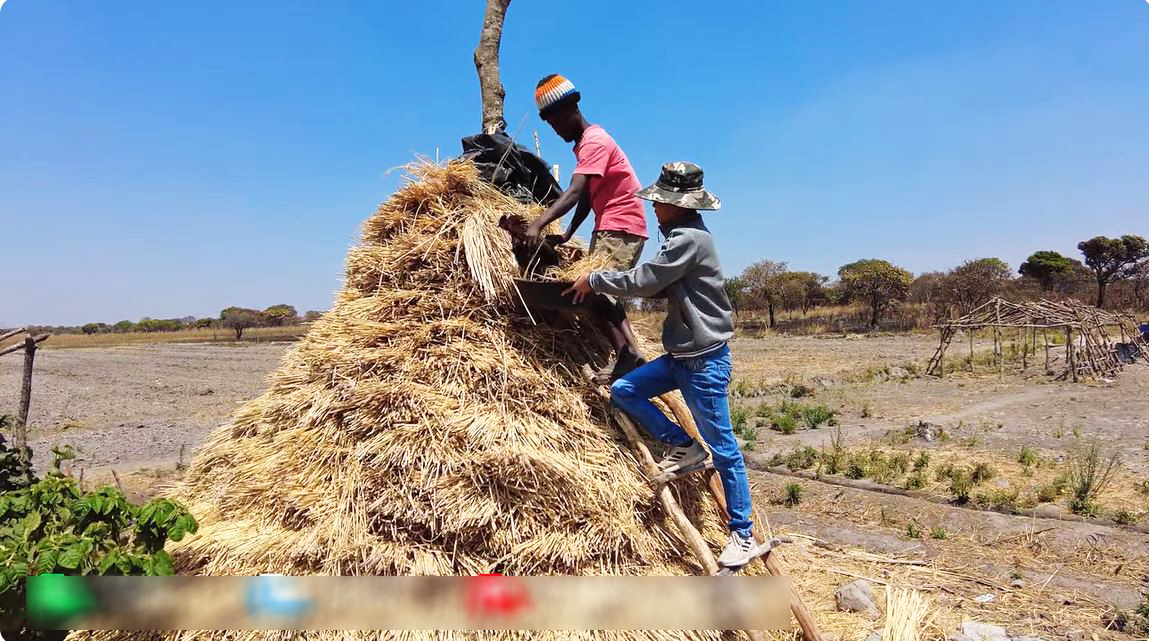 Thất trận với lúa nước mùa khô tại Angola, phải phá bỏ nửa diện tích, ông chủ trang trại Việt "phục thù"- Ảnh 9.