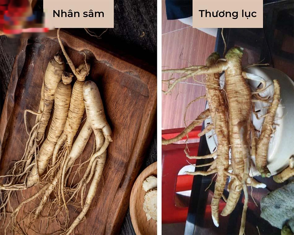 Đào được “nhân sâm” quý, cô gái đăng ảnh khoe ăn rất ngon, chuyên gia vừa nhìn đã tái mặt: Nhổ ra ngay!- Ảnh 3.