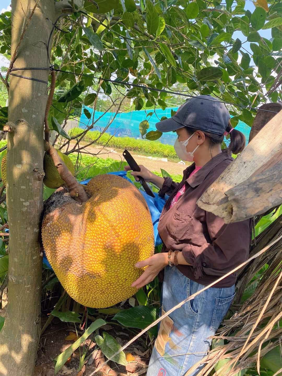 Xuất hiện quả mít cân nặng khủng ở Hà Nội, hai người bê “vẹo sườn”, bổ ra mới ngỡ ngàng