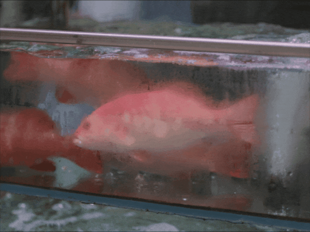 Nữ luật sư bỏ việc ở tuổi 30 để làm đầu bếp, dành 12 tiếng nấu ăn mỗi ngày: "Làm việc mình thích, bạn sẽ không bao giờ cảm thấy kiệt sức"- Ảnh 39.