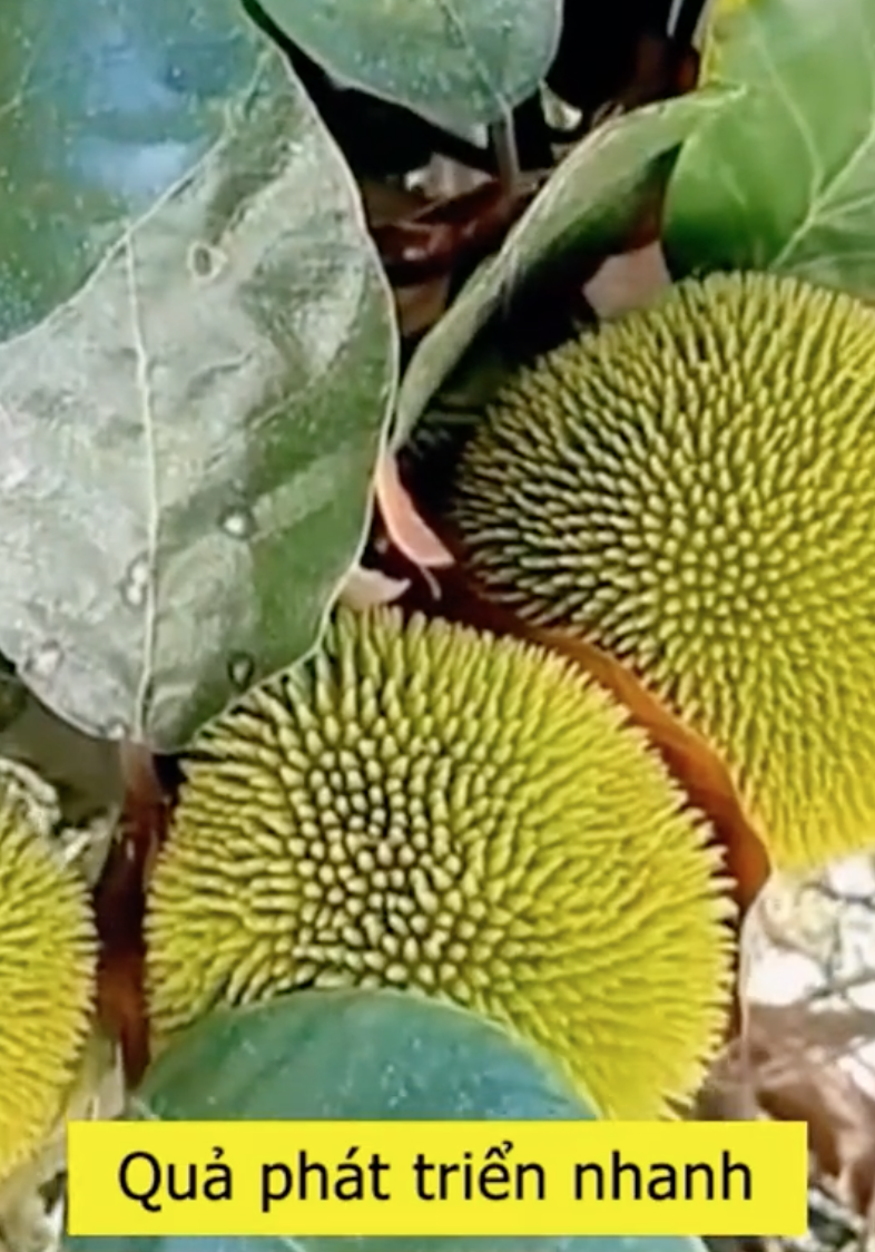 Loại m&iacute;t "ngon nhất thế giới" tại Việt Nam: Đắt gấp 5 lần m&iacute;t Th&aacute;i, quả nhỏ x&iacute;u nhưng nhiều người quyết mua bằng được- Ảnh 2.