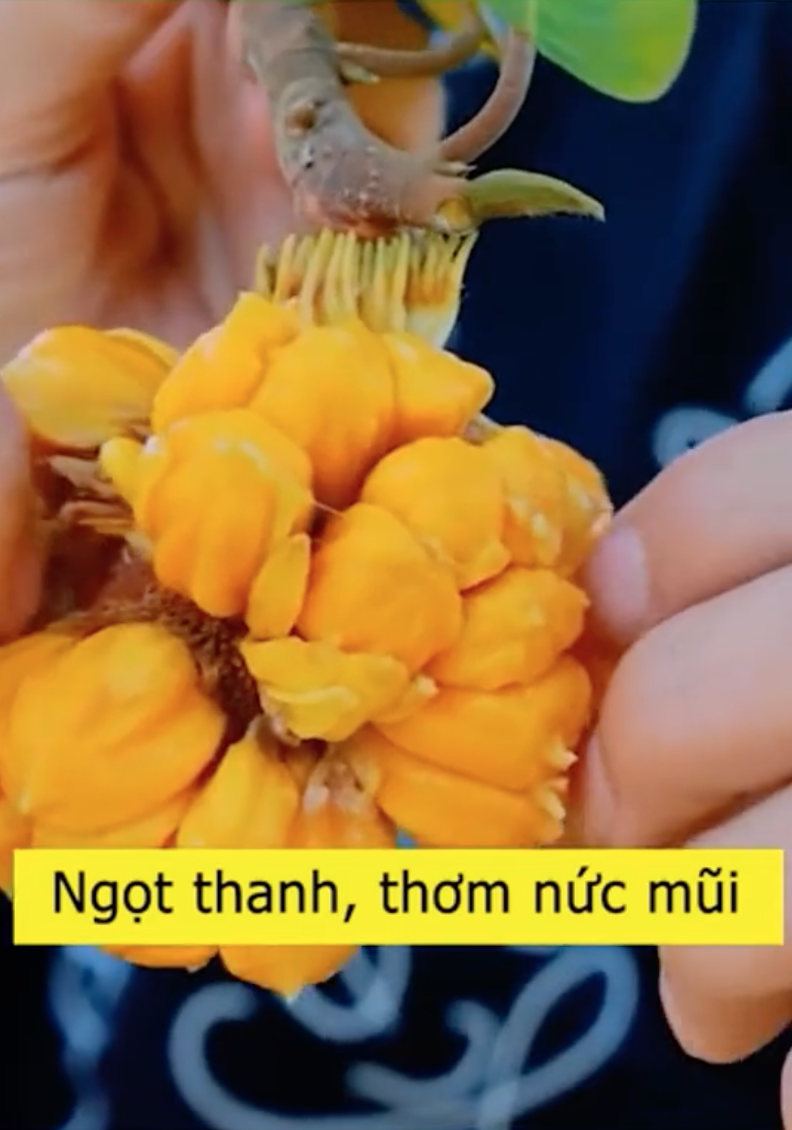Loại m&iacute;t "ngon nhất thế giới" tại Việt Nam: Đắt gấp 5 lần m&iacute;t Th&aacute;i, quả nhỏ x&iacute;u nhưng nhiều người quyết mua bằng được- Ảnh 6.