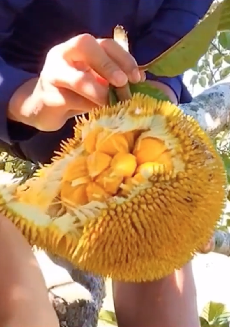 Loại m&iacute;t "ngon nhất thế giới" tại Việt Nam: Đắt gấp 5 lần m&iacute;t Th&aacute;i, quả nhỏ x&iacute;u nhưng nhiều người quyết mua bằng được- Ảnh 7.