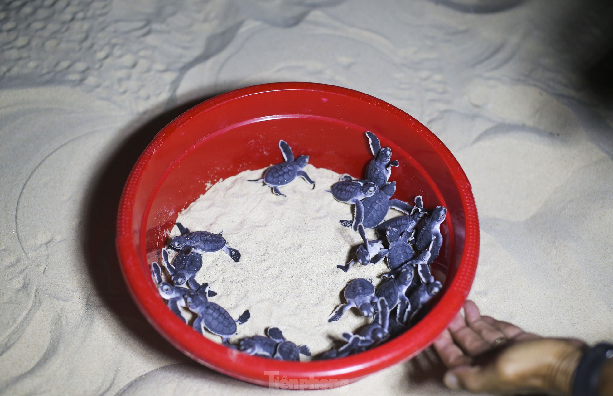 R&ugrave;a mẹ l&ecirc;n b&atilde;i Nhơn Hải đẻ trứng từng được sinh ra tại đ&acirc;y hơn 20 năm trước- Ảnh 2.