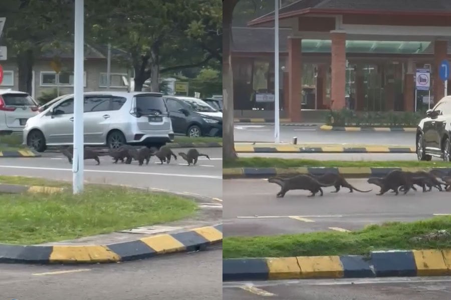 Chạy bộ trong công viên, người phụ nữ có trải nghiệm hãi hùng khi bị 1 loài vật bất ngờ tấn công- Ảnh 2.