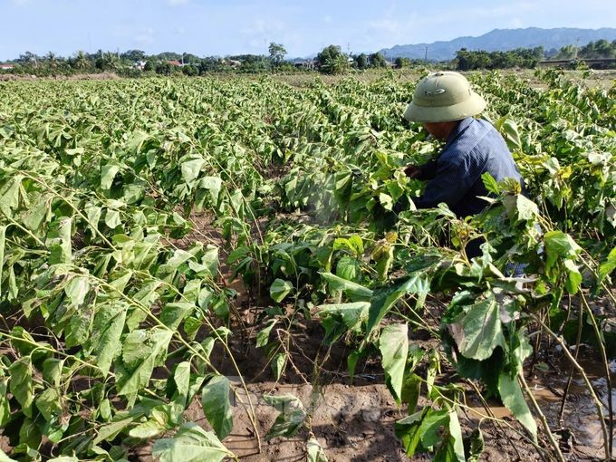 Người nông dân đau xót nhìn vựa rau Yên Bái tan hoang sau lũ: 'Nhà không còn gì nữa'- Ảnh 11.