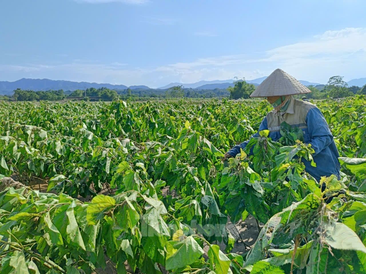 Người nông dân đau xót nhìn vựa rau Yên Bái tan hoang sau lũ: 'Nhà không còn gì nữa'- Ảnh 16.