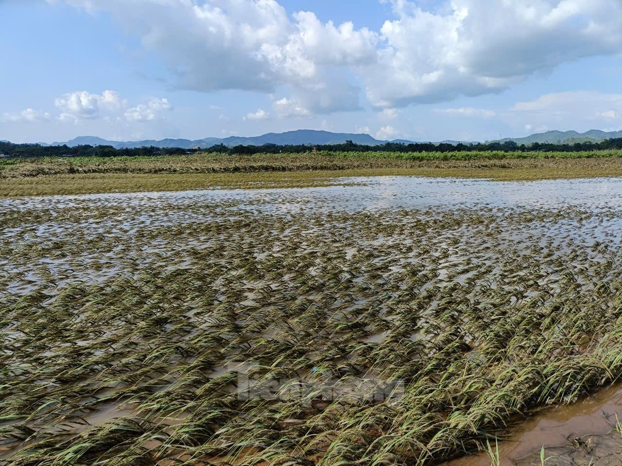 Người nông dân đau xót nhìn vựa rau Yên Bái tan hoang sau lũ: 'Nhà không còn gì nữa'- Ảnh 15.